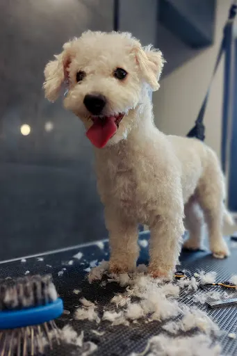 Mobilny PSI FRYZJER _ Justyna Niwelt